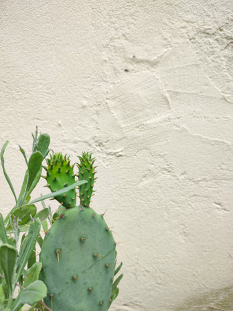 Green Cactus on yellow old wall, copy spaceの写真素材