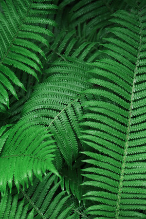 Fresh green fern leaves background. Pattern of green ferns. Botanical lush foliage texture...