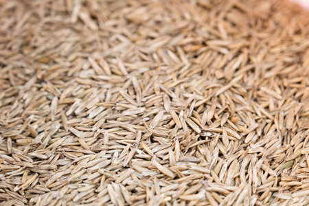 grass seeds ready to sow, top view pattern