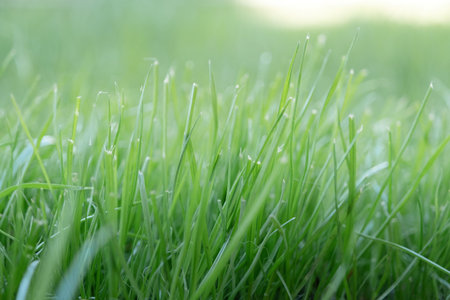 freshly cut green grass, Green lawn for texture background, front view