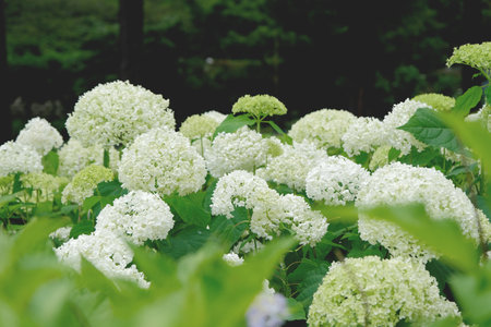 white Hydrangea flowers and bushes in the street in Kobe, Japan