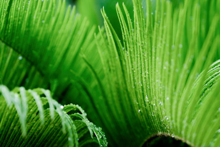Natural ferns pattern. Beautiful background made with young green fern leaves. Beautiful ferns leaves green foliageの写真素材