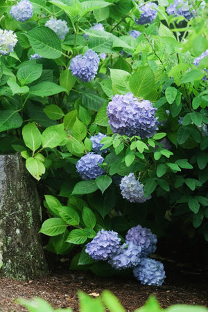 blue hydrangea flowers and bushes with old tree blooming in the rain