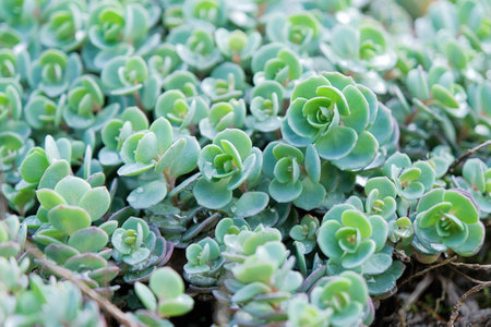 Sedum makinoi leaves, succulent leaves in the outdoor garden