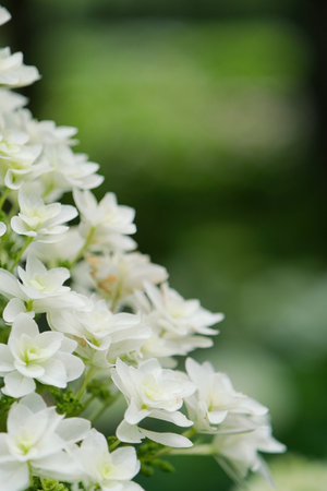 beautiful white hydrangea quercifolia flowers and leaves in june in Kyoto, Japan