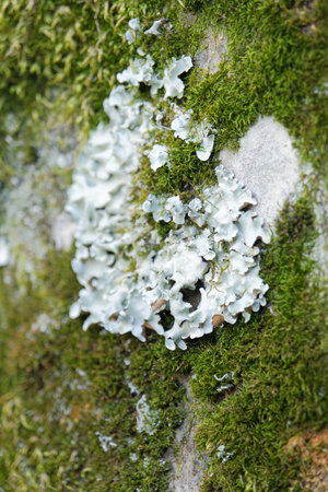 Green lichen or moss on the tree bark. Texture wood surface with lichens colony. Fungus ecosystem on tree barkの写真素材