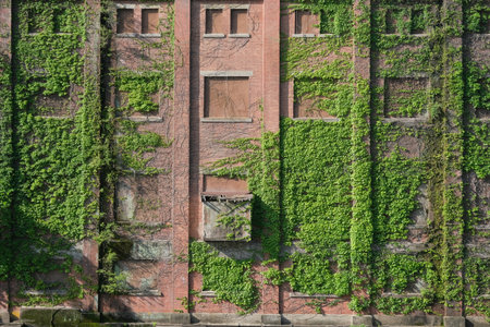 abandoned old building overgrown with ivy vinesの写真素材
