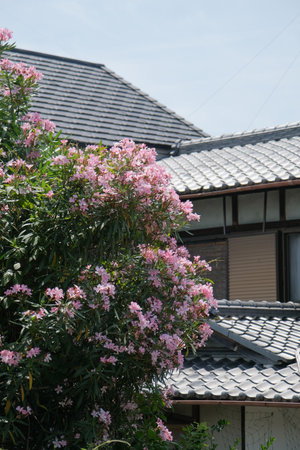 blooming pink oleander tree, traditional Japanese house roof in the background