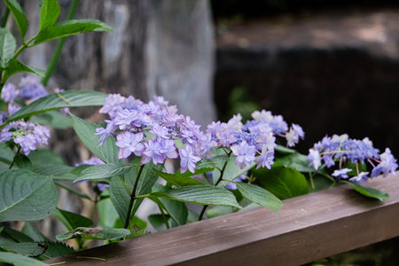 purple hydrangea flowers and bushes on old tree stump blooming