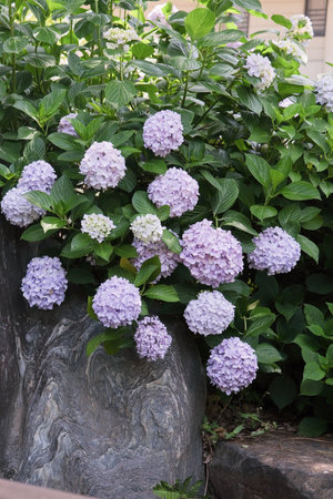 purple hydrangea flowers and bushes on old tree stump blooming in Japan, Kyoto