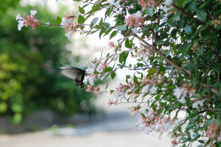 Beautiful black butterfly in summer on white Abelia grandiflora flower, copy spaceの写真素材