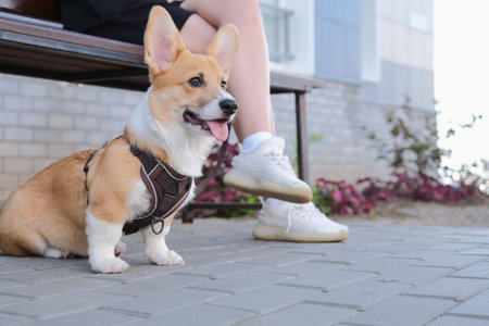 woman walking her corgi puppy in the city, sitting on the bench, legs closeup. Happy corgi puppy sticking out the tongueの写真素材