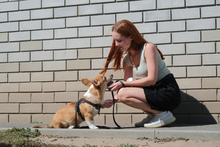 young redhead woman walking her corgi puppy outdoor, stroking it on wall backgroundの写真素材