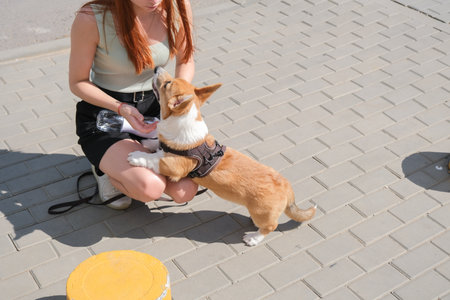 redhead young woman walking her corgi puppy in the city, teaching tricks in the streetの写真素材