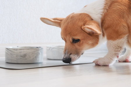 Dog food. Food for animals. Beautiful corgi puppy eats food in the kitchenの写真素材