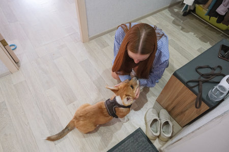 Owner puts on and fastens a harness on a Corgi dog at home before a walk. Pet equipment concept, close upの写真素材