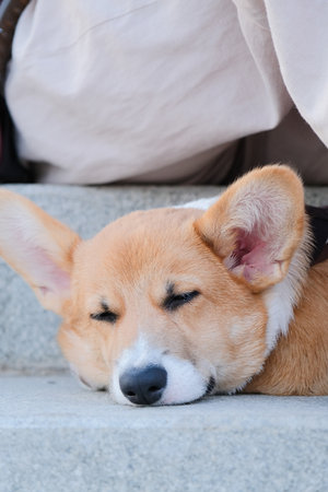 friends walking corgi dog in the city street, sitting on the stairs, tired dog lying down restingの写真素材
