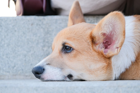 friends walking corgi dog in the city street, sitting on the stairs, tired dog lying down restingの写真素材