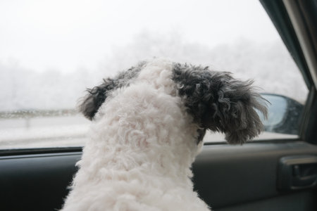 Dog traveling in the car in winter looking at view, back viewの写真素材
