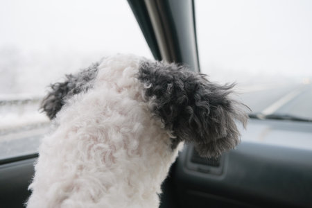 Dog traveling in the car in winter looking at view, back viewの写真素材