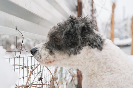 cute poodle dog looking through the fence in winter, walking outdoor in winter