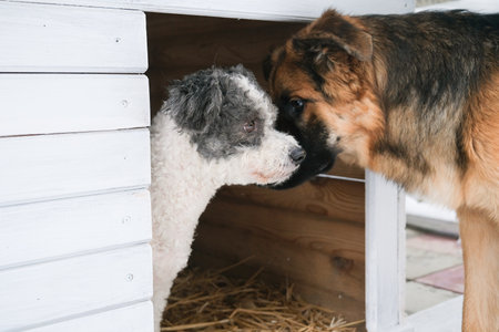 two dogs standing outside dog house in snowy winter.