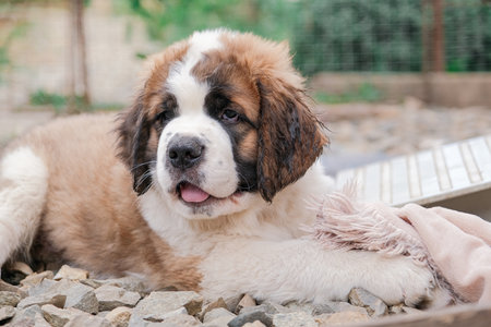 little saint Bernard puppy lying outdoors playing games holding blanketの写真素材