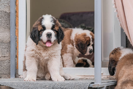 Four little saint Bernard puppies sitting in a doorway