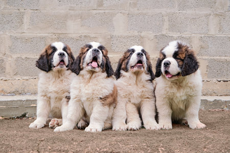 Four little saint Bernard puppies sitting in a rowの写真素材