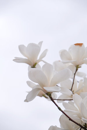 Beautiful magnolia flower blossom on the sky background.の写真素材