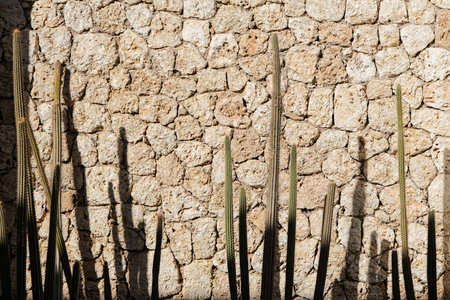 Natural stone wall texture with rough granite pieces and cacti. Stone surface and construction material conceptの写真素材