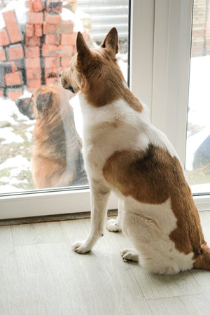 Close up of dogs looking out of the window together. Two dogs hanging out watching neighbors, birds or squirrels. Selective focus.の写真素材