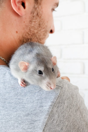 man holding two funny cute pet ratsの写真素材