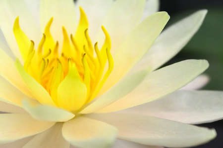 White Water Lilyの写真素材