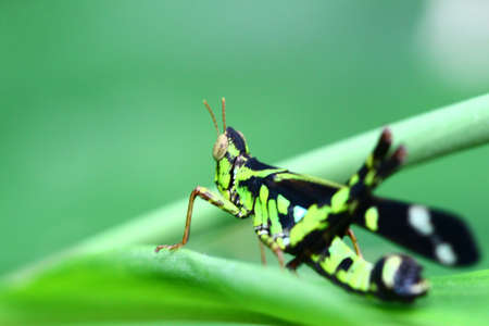 grasshopper.の写真素材