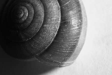 shell of snail.の写真素材