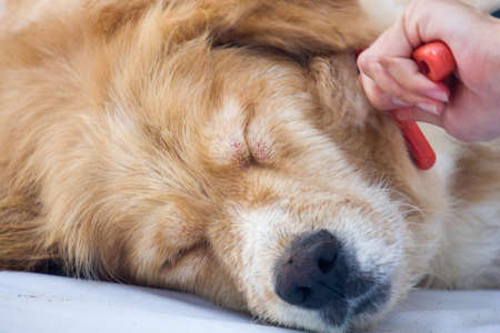 brushing golden retriever dog
