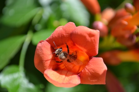 Bee in flowerの写真素材
