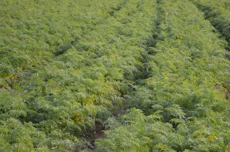 Carrots on fieldの写真素材