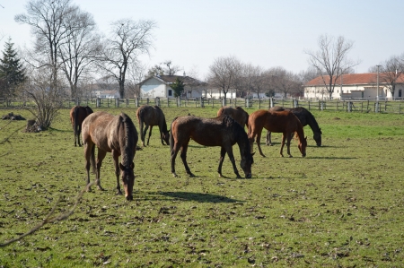 Horses grazing in a paddockの写真素材