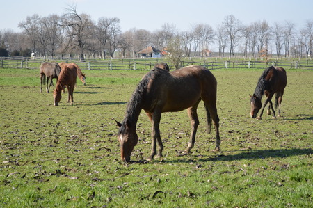 Horses grazing in a paddockの写真素材