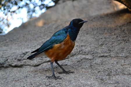 Birdの写真素材