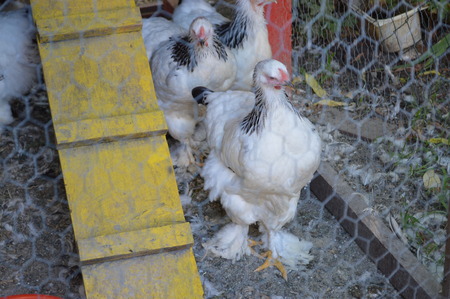 Chickens in the cageの写真素材