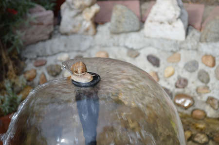 The snail climbed the fountain pillar and enjoyed the water.の写真素材