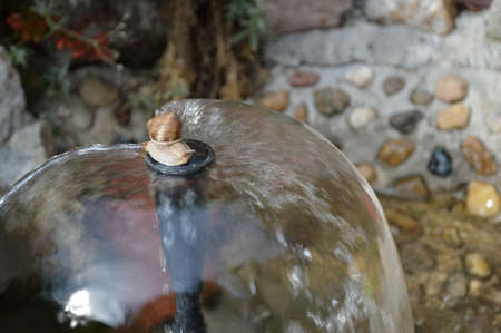 The snail climbed the fountain pillar and enjoyed the water.の写真素材