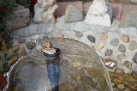 The snail climbed the fountain pillar and enjoyed the water.の写真素材