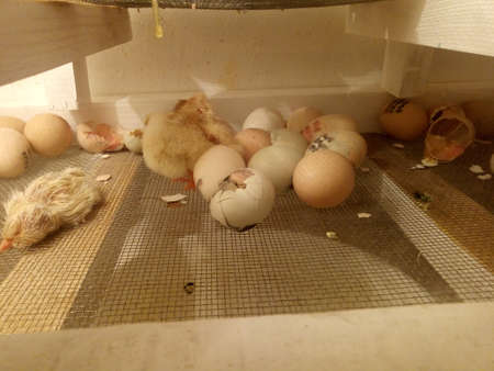 Photo of an incubator with eggs and a newborn chickenの写真素材