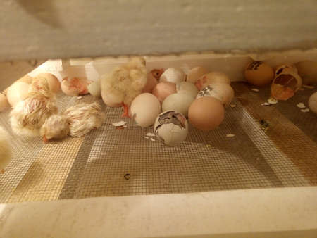 Photo of an incubator with eggs and a newborn chickenの写真素材