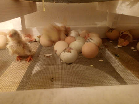 Photo of an incubator with eggs and a newborn chickenの写真素材