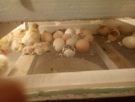 Photo of an incubator with eggs and a newborn chickenの写真素材